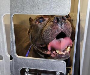 Staffordshire Bull Terrier-Unknown Mix Dogs for adoption in San Antonio, TX, USA