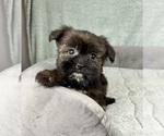 Small #3 Shorkie Tzu