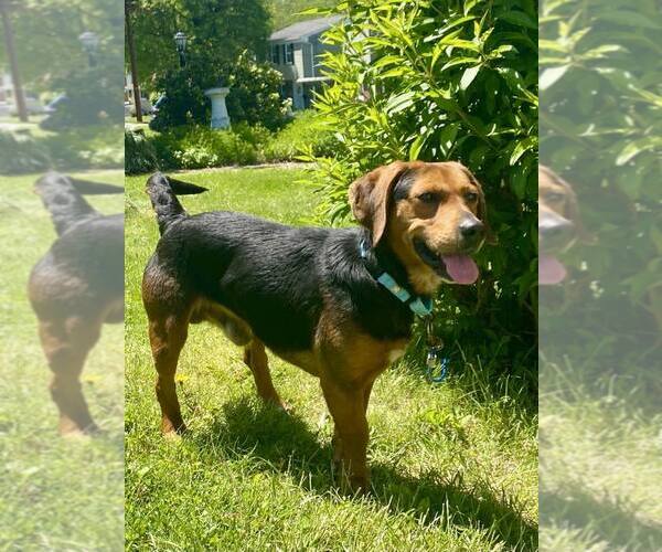 Medium Photo #3 Beagle-Unknown Mix Puppy For Sale in Springdale, PA, USA