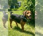 Small #2 Beagle Mix