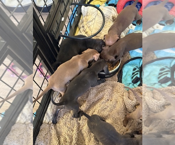 Medium Photo #5 Rhodesian Ridgeback-Weimaraner Mix Puppy For Sale in ASHLAND, PA, USA