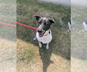 Labrador Retriever-Unknown Mix Dogs for adoption in Rowlett, TX, USA