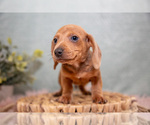 Small Photo #4 Dachshund Puppy For Sale in ROME CITY, IN, USA