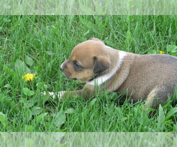 Medium Photo #2 Rat Terrier Puppy For Sale in HILLSBORO, WI, USA