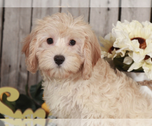 Cavapoo Puppy for sale in MOUNT VERNON, OH, USA