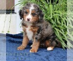 Small #2 Bernedoodle (Miniature)