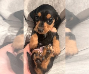 Dachshund Puppy for Sale in SAN DIEGO, California USA