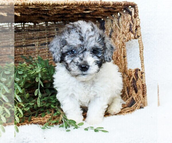 Medium Photo #3 Goldendoodle-Poodle (Miniature) Mix Puppy For Sale in LITITZ, PA, USA