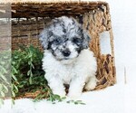 Small Photo #3 Goldendoodle-Poodle (Miniature) Mix Puppy For Sale in LITITZ, PA, USA