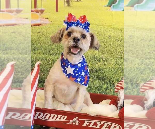Medium Photo #2 Havanese-Unknown Mix Puppy For Sale in Lee's Summit, MO, USA