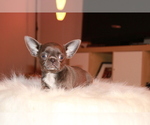 Small #10 Chihuahua