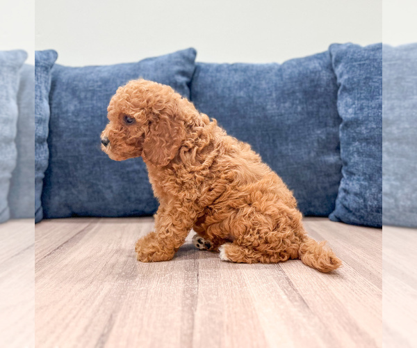 Medium Photo #5 Miniature Labradoodle Puppy For Sale in MILLERSBURG, OH, USA