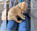 Small Photo #10 Labrador Retriever Puppy For Sale in APOSTLE ISLANDS NATIONAL LAK, WI, USA