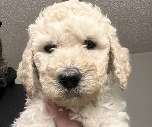 Poodle (Standard) Puppy for sale in NEW SMYRNA BEACH, FL, USA