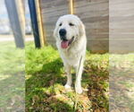Small #1 Great Pyrenees