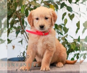 Golden Retriever Puppy for sale in LITITZ, PA, USA