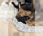 Small Photo #14 Chorkie Puppy For Sale in BRICK, NJ, USA