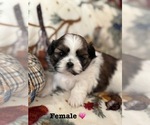 Small #5 Shih Tzu