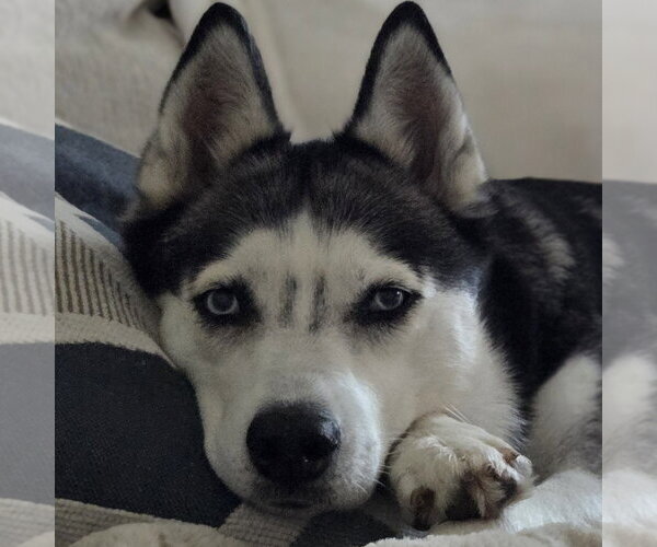 Medium Photo #2 Siberian Husky Puppy For Sale in Fargo, ND, USA