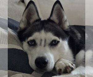 Sweatpants - Female Siberian Husky Dog for Adoption - Photo #2