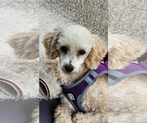 Poodle (Miniature) Dogs for adoption in Agoura Hills, CA, USA