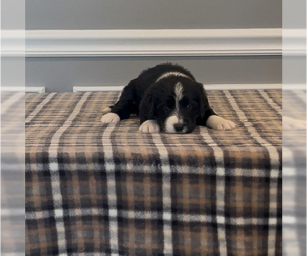 Medium Photo #34 Bernedoodle-Labradoodle Mix Puppy For Sale in MILFORD, NJ, USA