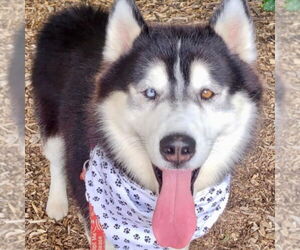 Siberian Husky Dogs for adoption in Canton, CT, USA