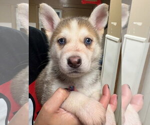 Siberian Husky Dogs for adoption in Matawan, NJ, USA