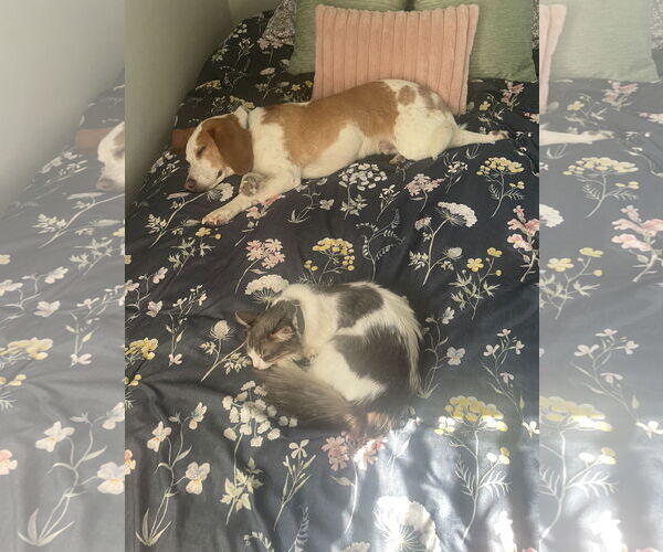 Medium Photo #2 Beagle Puppy For Sale in Minneapolis, MN, USA