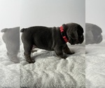 Small #4 French Bulldog