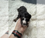 Small #87 Bernedoodle