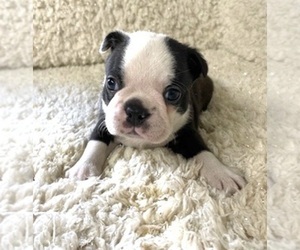 Boston Terrier Puppy for sale in WILSONVILLE, OR, USA