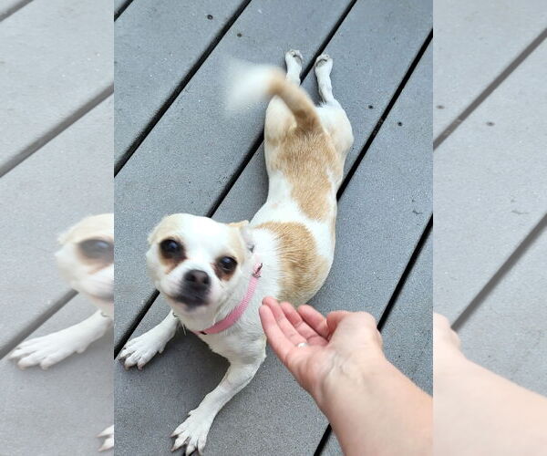 Medium Photo #4 Chihuahua-Unknown Mix Puppy For Sale in Bellevue, WA, USA