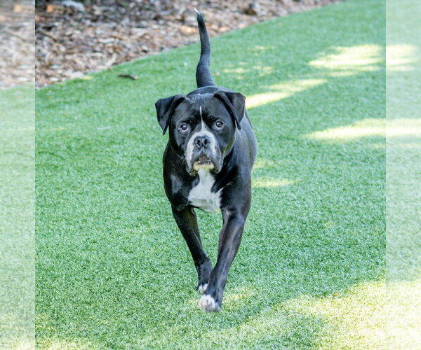 Medium Photo #2 Mutt Puppy For Sale in Hilton Head, SC, USA