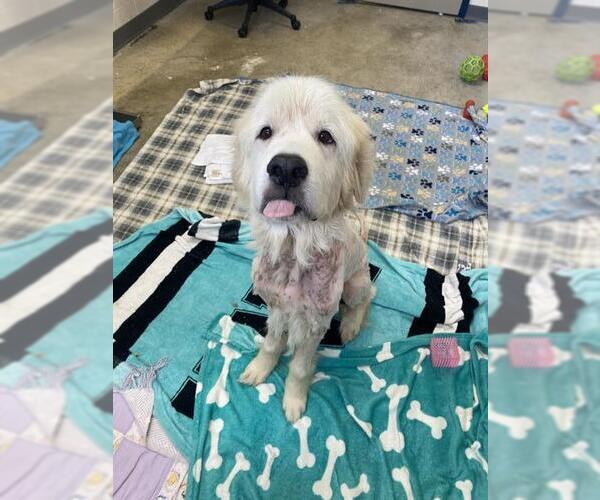 Medium Photo #3  Puppy For Sale in , 