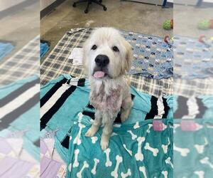 Great Pyrenees Dogs for adoption in Fort Wayne, IN, USA