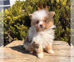 Pomeranian Puppy for sale in MIDDLEBURY, IN, USA