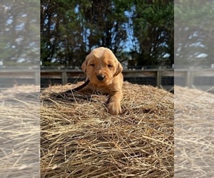 Golden Retriever Puppy for Sale in LATTA, South Carolina USA