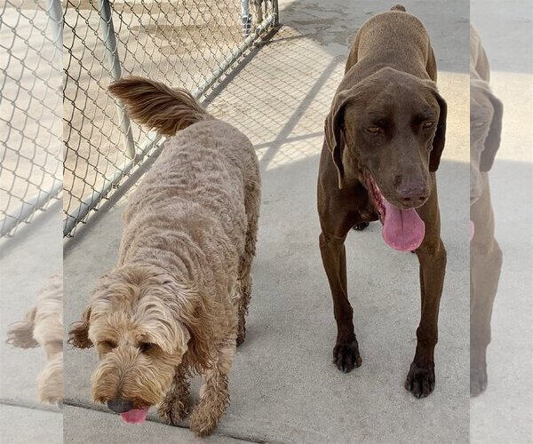 Medium Photo #4 German Shorthaired Pointer Puppy For Sale in San Bernardino , CA, USA