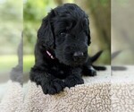 Small Photo #60 Goldendoodle Puppy For Sale in PIERSON, FL, USA