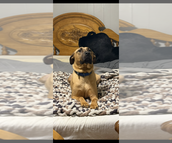 Medium Photo #4 Mountain Cur-Unknown Mix Puppy For Sale in Boston, MA, USA