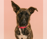 Small #4 Catahoula Leopard Dog Mix