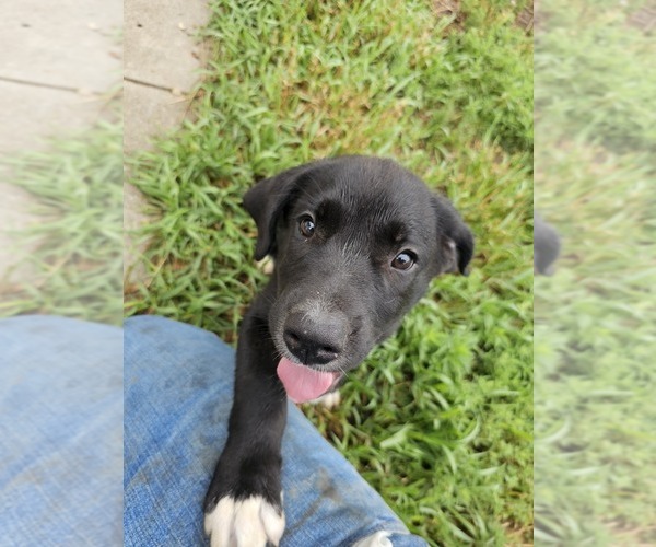 Medium Photo #1 Border Collie-Mastiff Mix Puppy For Sale in BANCROFT, NE, USA