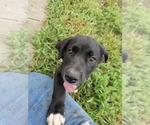 Small Border Collie-Mastiff Mix