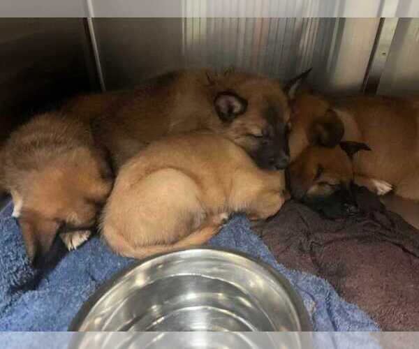 Medium Photo #3 German Shepherd Dog-Unknown Mix Puppy For Sale in Raleigh, NC, USA
