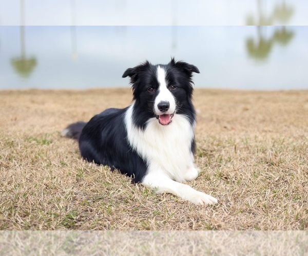 Medium Photo #1 Border Collie Puppy For Sale in HAVELOCK, NC, USA