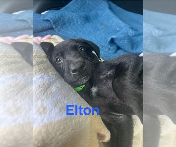 Medium Photo #3 Labrador Retriever-Unknown Mix Puppy For Sale in Fort Worth, TX, USA