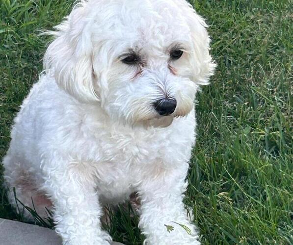 Medium Photo #1 Hava-Apso Puppy For Sale in METUCHEN, NJ, USA