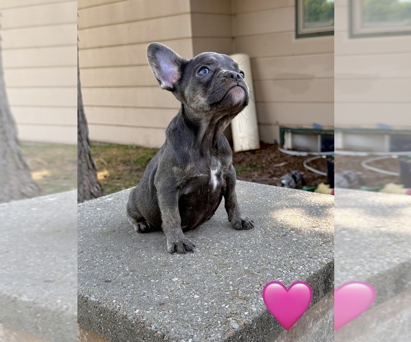 Medium Photo #1 French Bulldog Puppy For Sale in HUTCHINSON, KS, USA