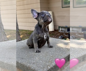 French Bulldog Puppy for sale in HUTCHINSON, KS, USA